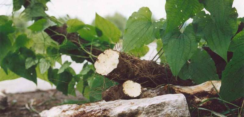 Где применяется адамов корень в народной медицине