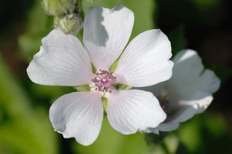 Лечимся травами — алтей лекарственный