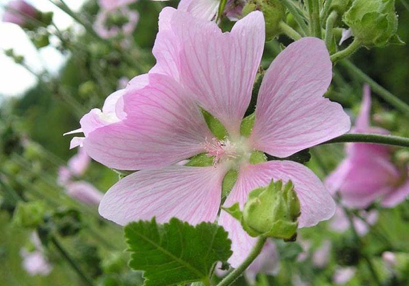 Правильная чистка аквариума в домашних условиях