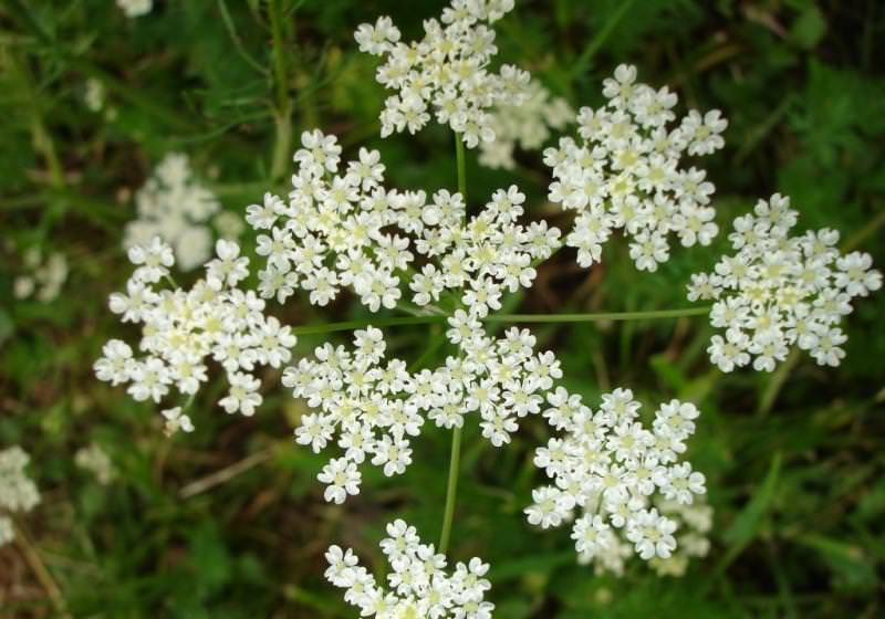 Растение анис обыкновенный