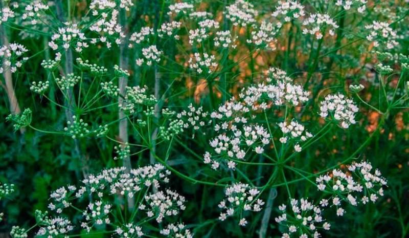 Как можно отстирать плесень с одежды