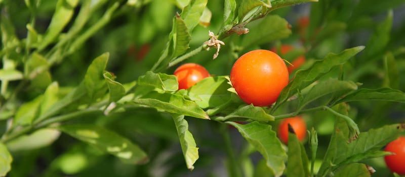 Целебная ашваганда: описание и свойства