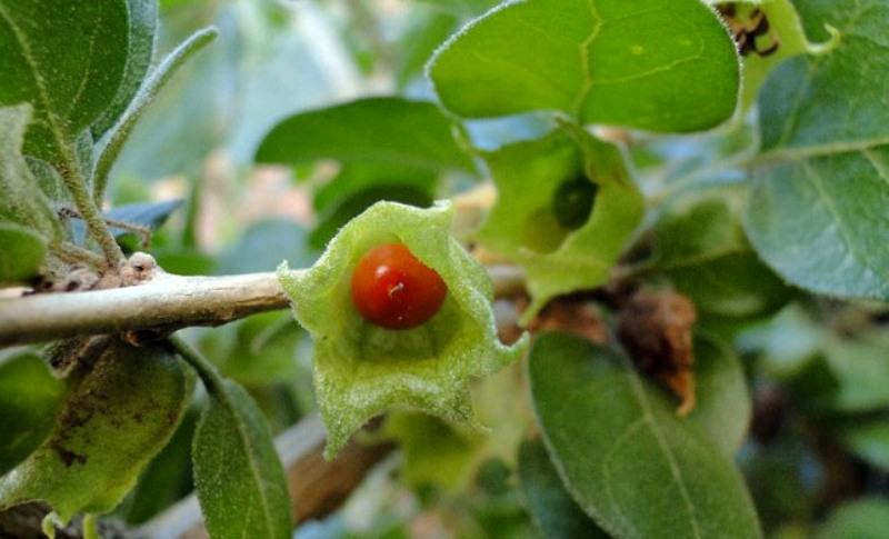 Несколько способов чистки кожаной сумки