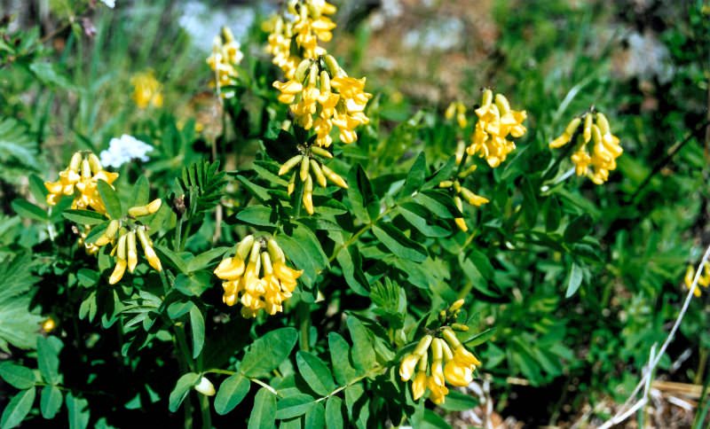 Растение долгожителей — астрагал перепончатый