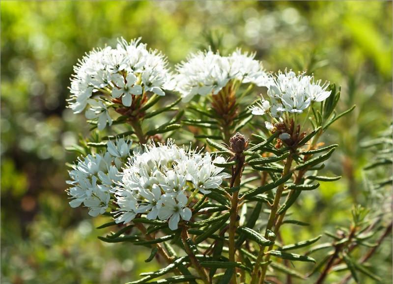 Применение багульника болотного