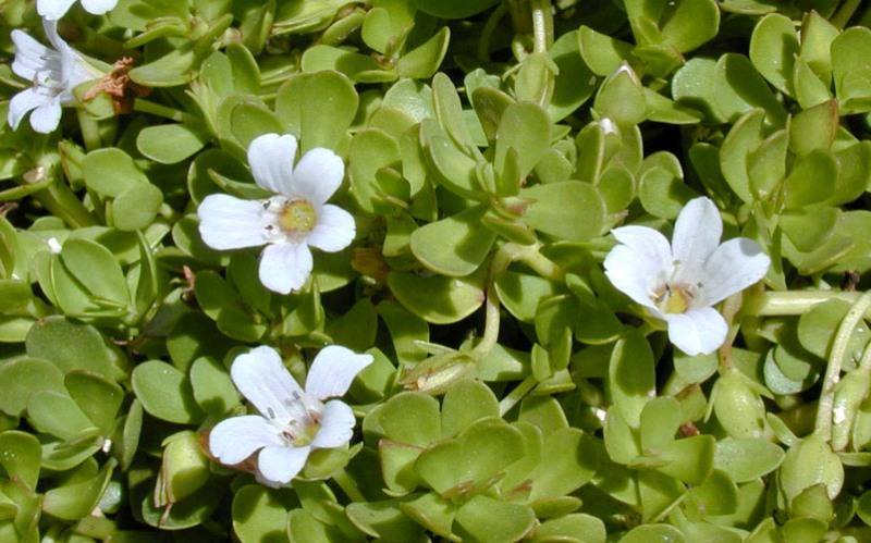 Что такое бакопа монье?