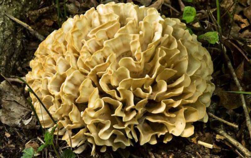 Где растет гриб баран и как его готовить?