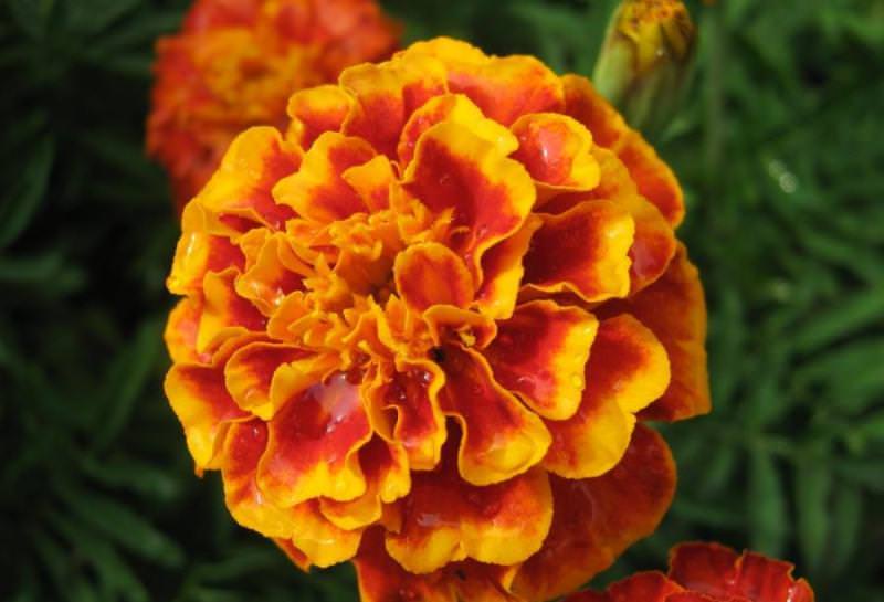 Как выбрать краску для замшевой обуви