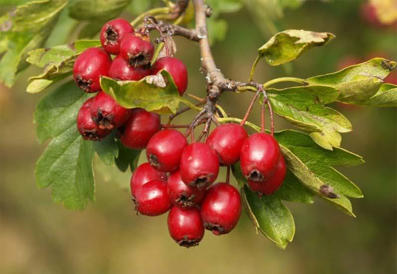 Как вырастить боярышник обыкновенный