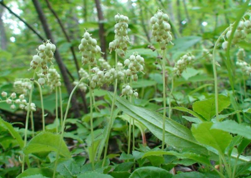 Откуда в квартире появляются клопы и как от них избавиться