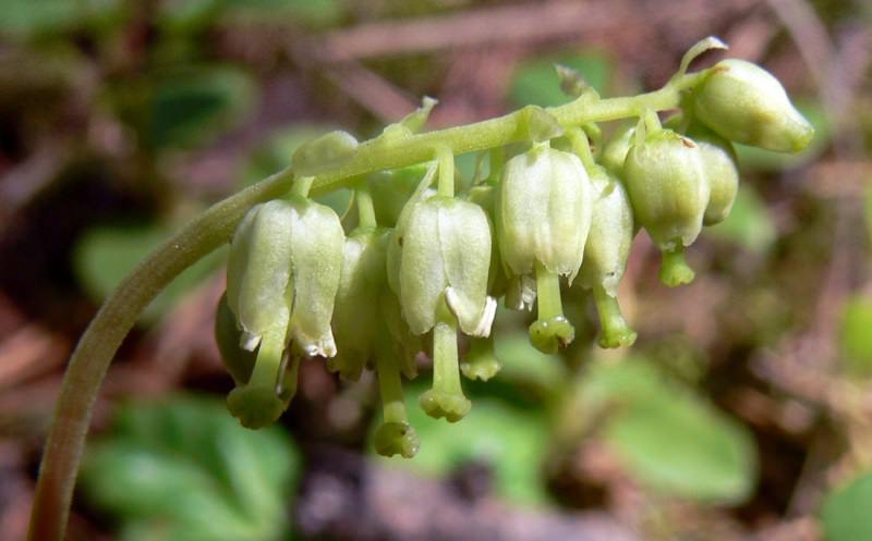 Женская трава: ортилия однобокая