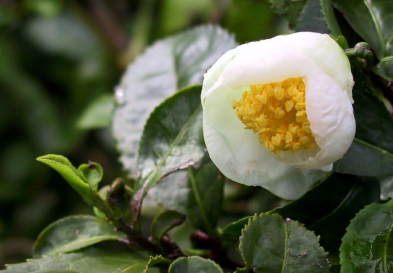 Что такое чайный куст?