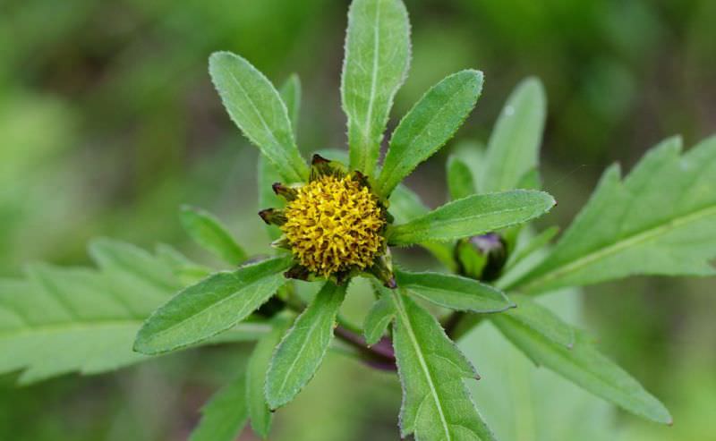 О пользе врачевания чередой трехраздельной