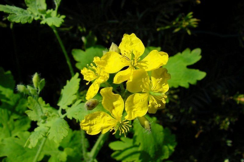Что представляет собой трава чистотел: лечебные свойства и противопоказания