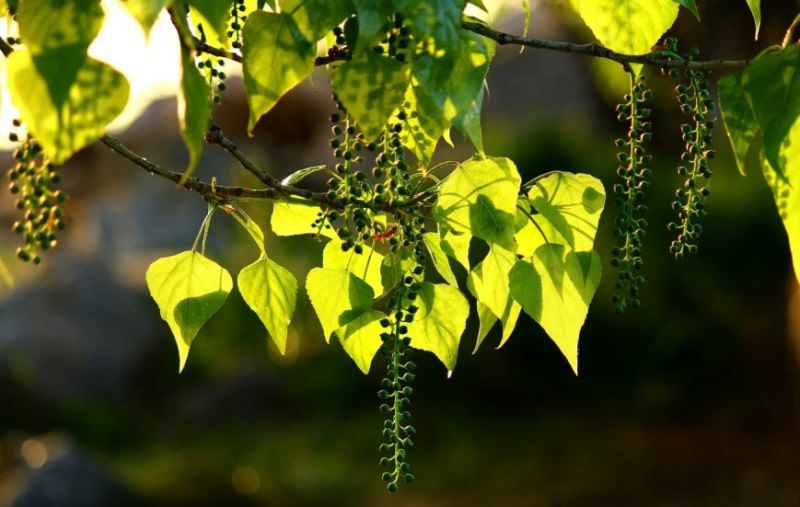 Описание и свойства черного тополя