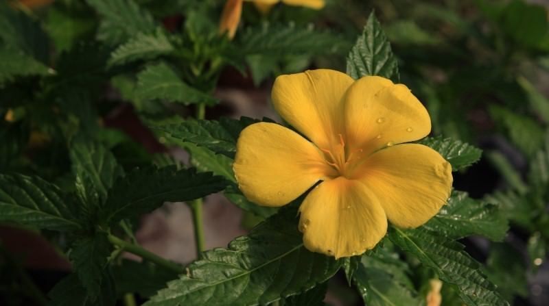 Трава дамиана и ее свойства