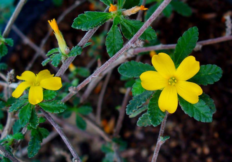 Как можно убрать запах из обуви