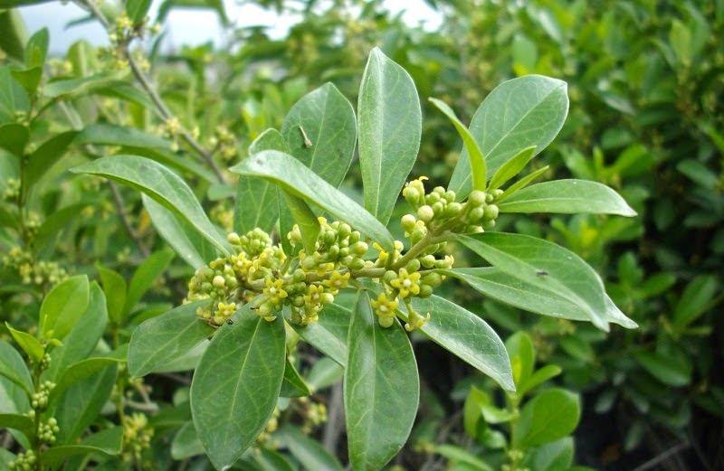 Растение джимнема