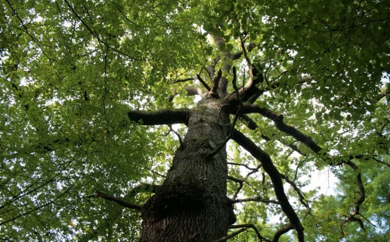Чем отличается дуб обыкновенный?