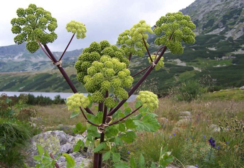 Растение дудник лекарственный