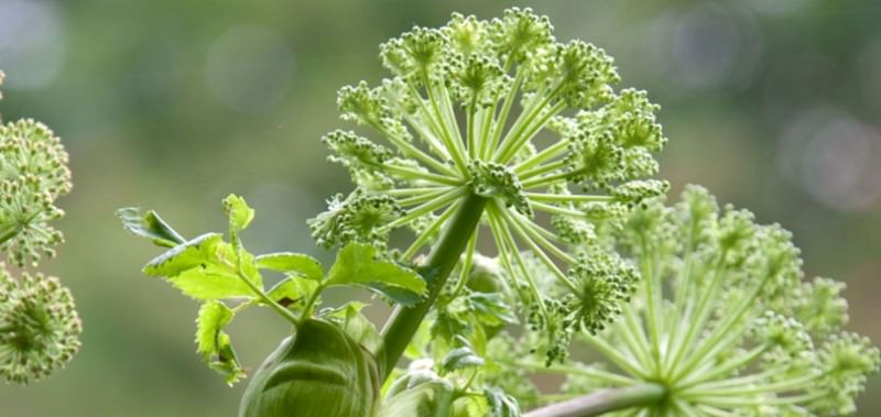 Эффективное средство для мытья стекол