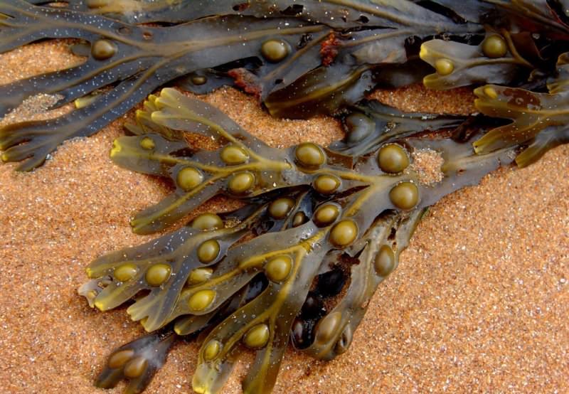 Водоросли фукус