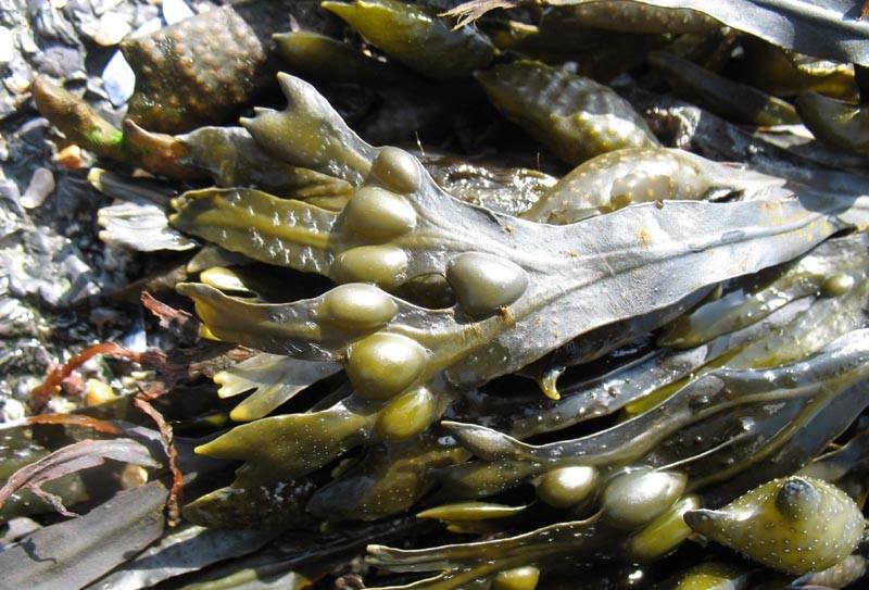 Как самостоятельно чистить обувь из нубука