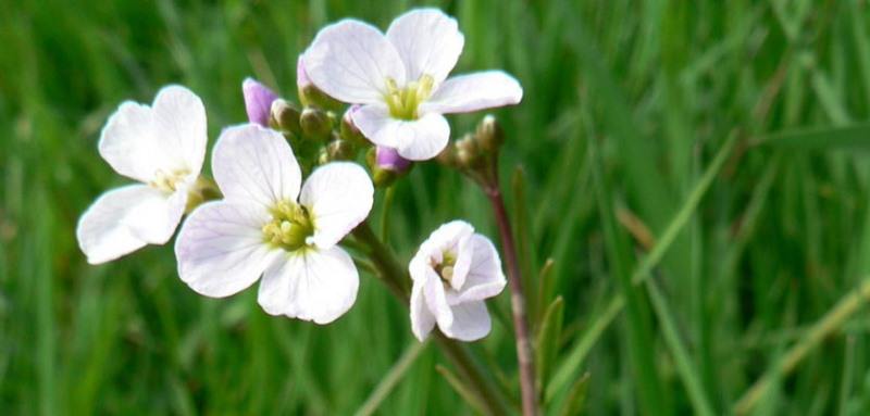 Полезные свойства жерухи и ее применение