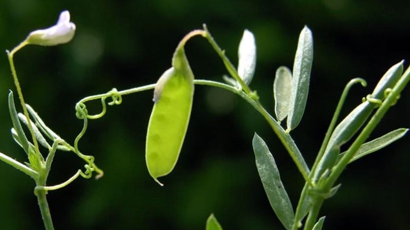 Как самостоятельно почистить хрусталь в домашних условиях