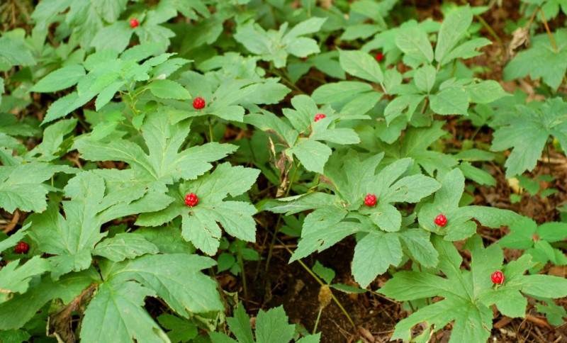 Канадская конопля или гидрастис