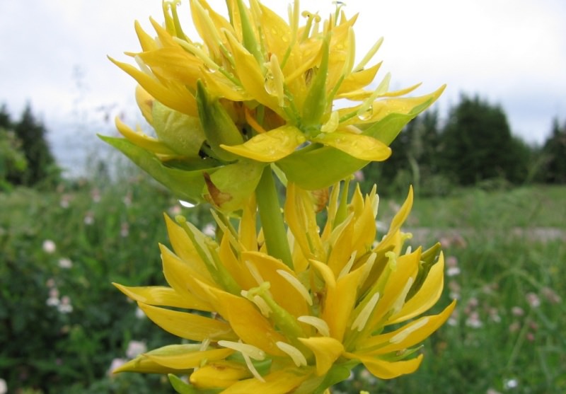 Свойства горечавки желтой