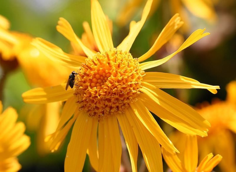 Чем полезна горная арника