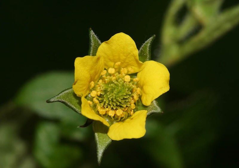 Корень городского гравилата