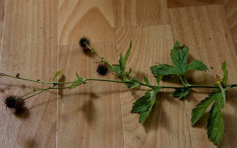 Как избавиться от запаха бензина