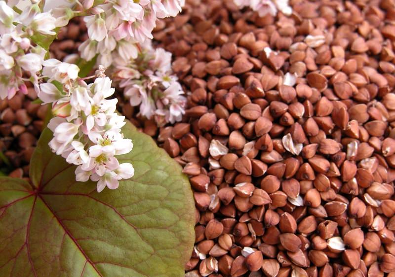 Описание и свойства гречихи