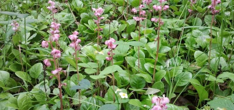 Как быстро отбелить белые вещи в домашних условиях