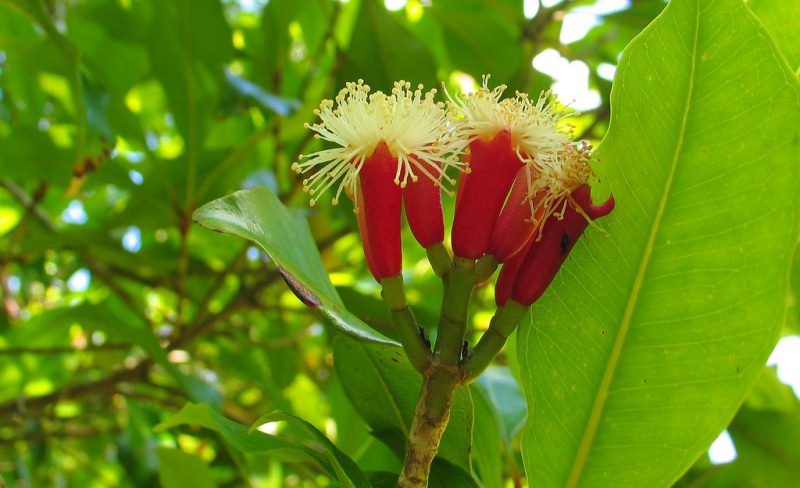 Польза гвоздичного дерева: лечебные свойства и сфера применения