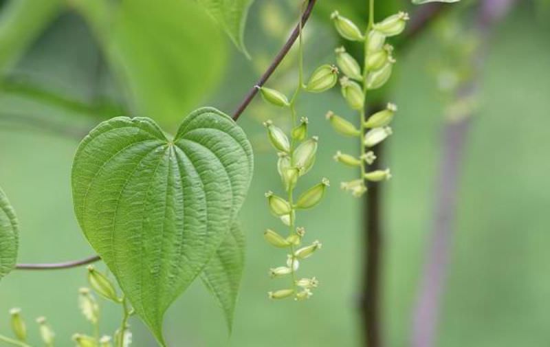 Полезный дикий ямс