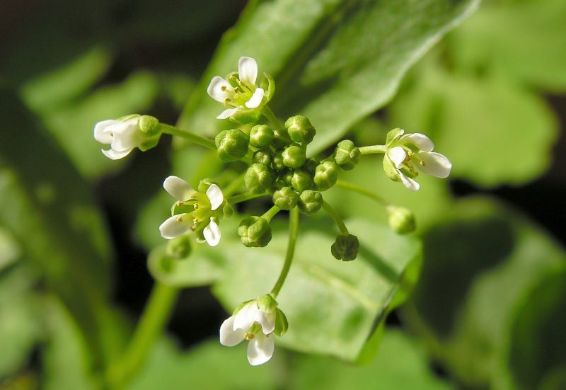 Что можно сделать чтобы обувь не воняла