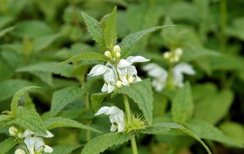 Лекарственная трава яснотка