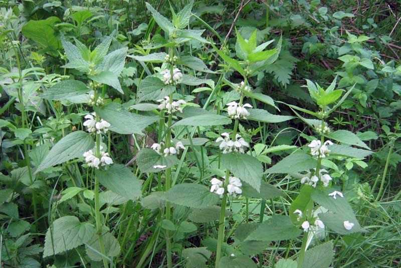 Что такое кальцинированная сода