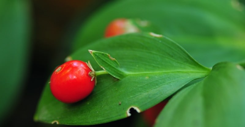 Описание и лечебные свойства иглицы