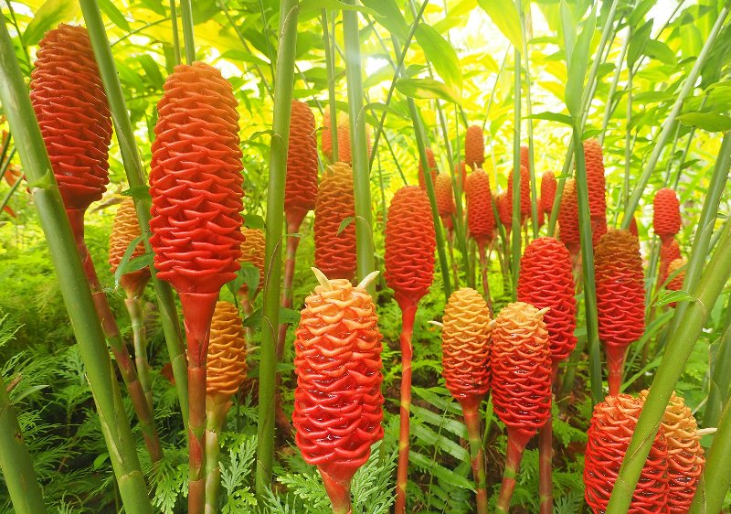 Как выглядит растение имбирь