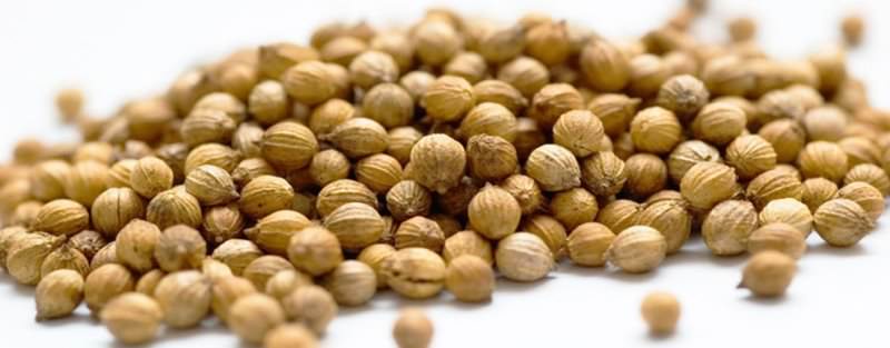 Свойства и применение кориандра (семена кинзы)