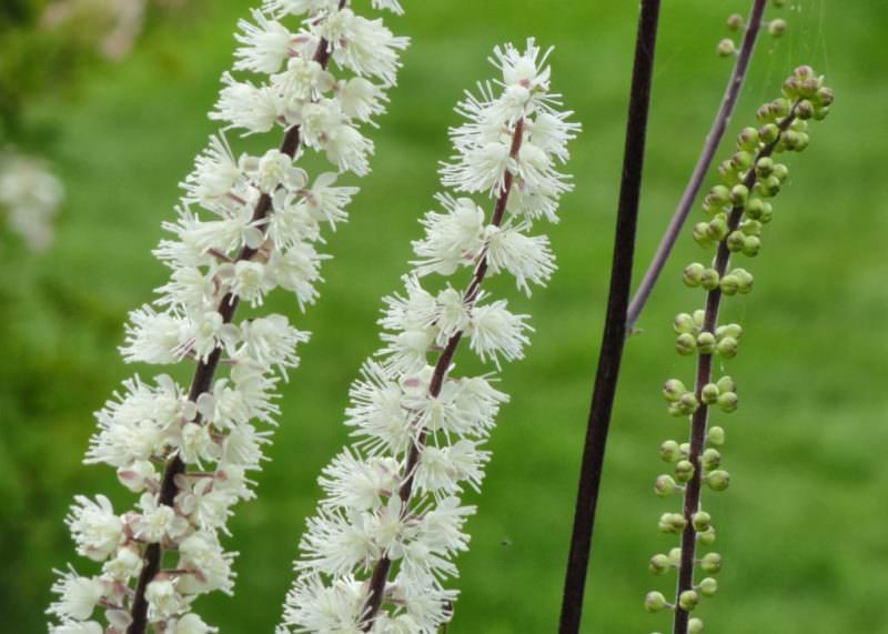 Травянистое растение клопогон кистевидный