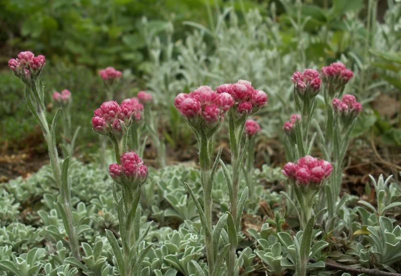 Как самостоятельно почистить мельхиоровые ложки в домашних условиях