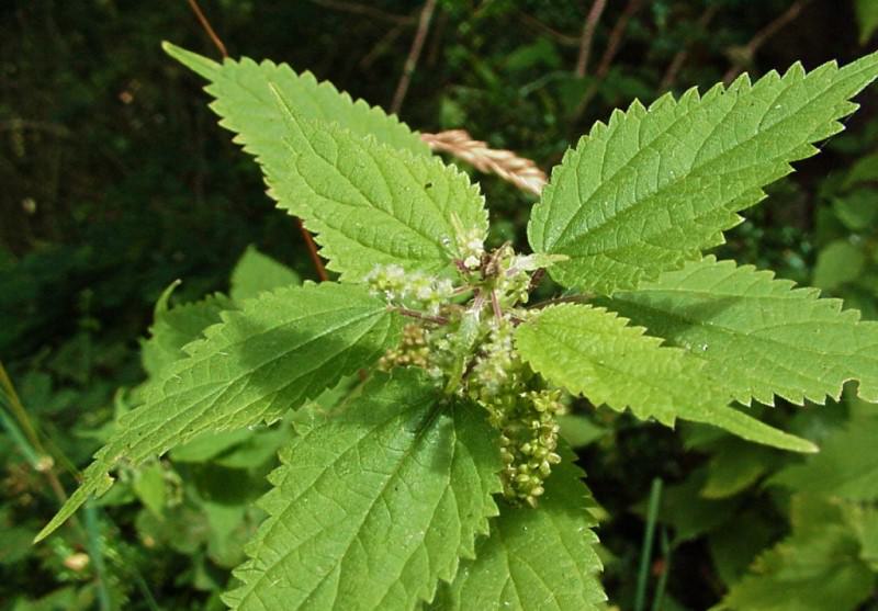 Ценные лечебные свойства крапивы двудомной