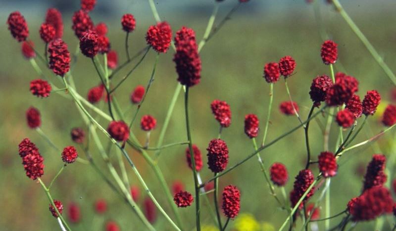 Лекарственное растение кровохлебка