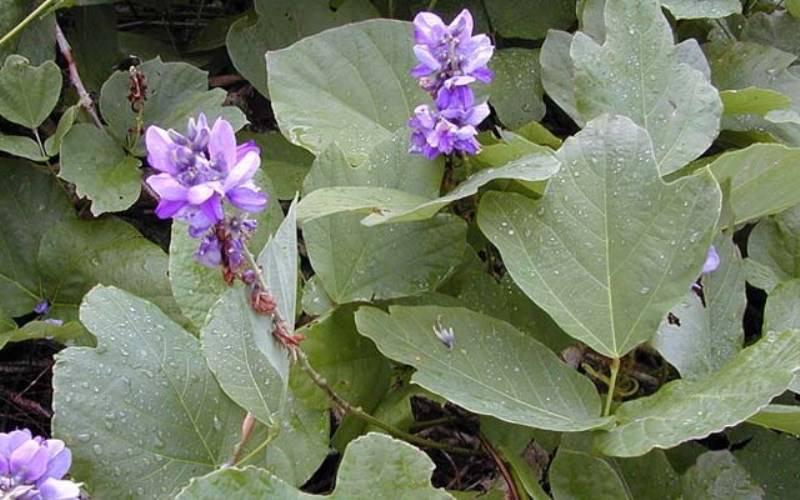 Растение кудзу