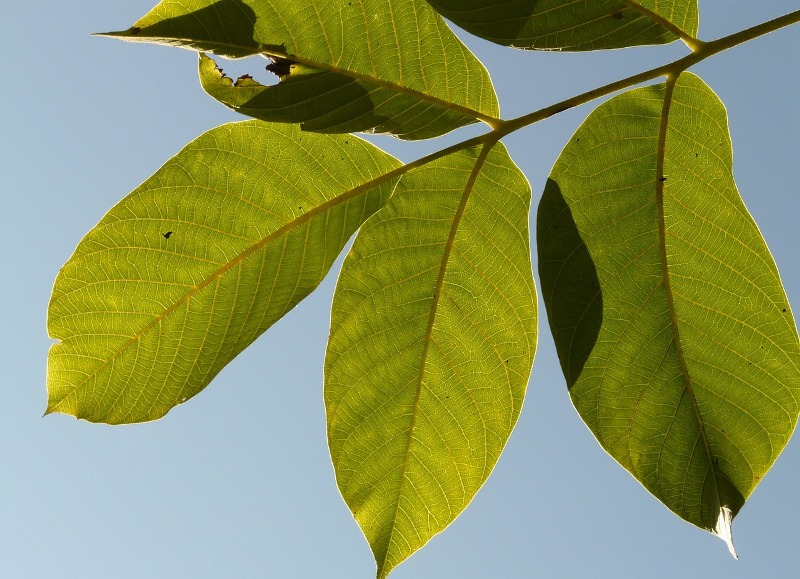 Чем полезны и вредны листья грецкого ореха